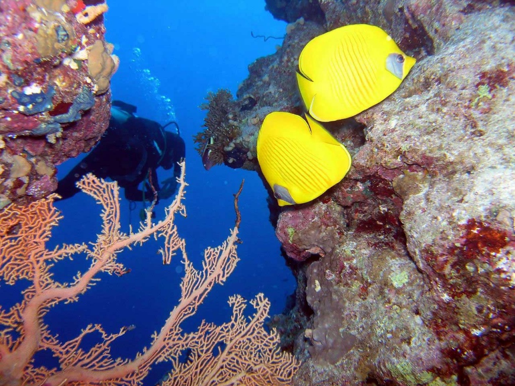 1329990991_dive-eilat.jpg